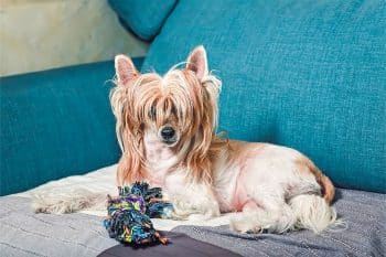 13 Quirky Dog Breeds That Add Joy to Every Home