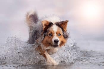 15 Energetic Dog Breeds That Are Always Ready to Chase
