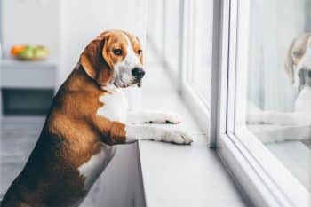 15 Facts About How Dogs Understand Time