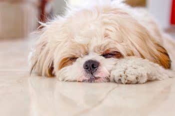 11 Dog Breeds That Think Naps Are a Full-Time Job