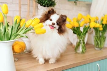 9 Dog Breeds So Charming They’ll Win You Over Instantly