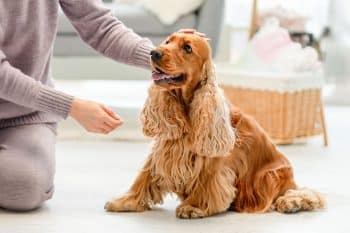 New to Dogs? Check Out the 15 Top Dog Breeds for First-Time Owners