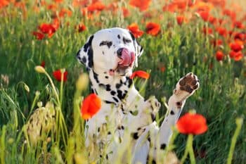 9 Cute Reasons Dogs Lick The Air