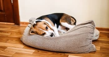 How To Recognize & Prevent One of the Most Common Dog Illnesses