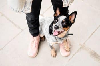 15 Bright Dog Breeds That Learn in a Flash