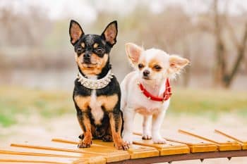 9 Affectionate Dog Breeds That Love The Spotlight