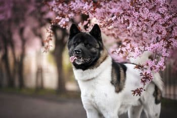 11 Brave Dog Breeds That Keep Their Cool