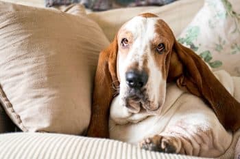 15 Quiet Dog Breeds That Mind Their Business