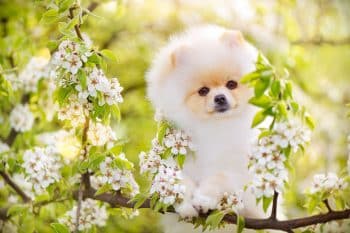 11 Petite Pups That Look Just Like Stuffed Animals