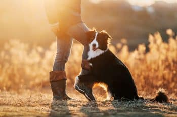 11 Devoted Dog Breeds That Make You Feel Deeply Known