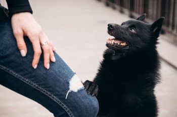 9 Dog Breeds For People Who Crave A Quirky Companion