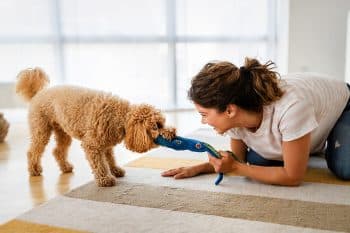 13 Dog Breeds That’ll Challenge Your Brain—and Win