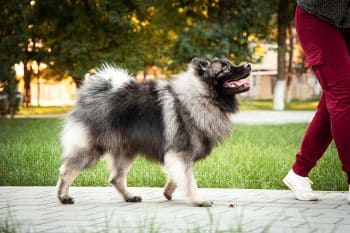 9 Fluffy Mavericks That Do Whatever They Want