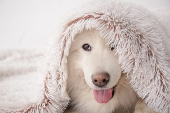11 Surprisingly Affectionate Dog Breeds That Steal The Covers