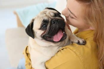 9 Goofy Dog Breeds That Will Keep You Laughing