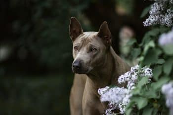 13 Mysterious Dog Breeds You’ve Probably Never Heard Of