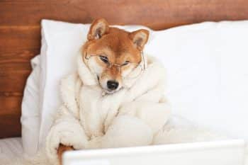 11 Clever Dog Breeds For Inquisitive Minds