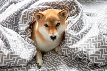 13 Quiet Dog Breeds That Like Alone Time