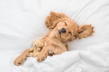 These 15 Cuddly Dog Breeds Are The Ultimate Nap Buddies