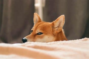 13 Shy Dog Breeds That Blossom With Love