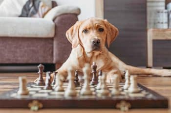 9 Brilliant Dog Breeds That Need Big Challenges