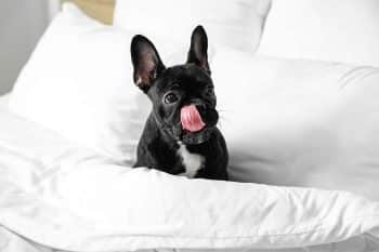 9 Compact Dog Breeds That Fit Big Love Into Small Spaces