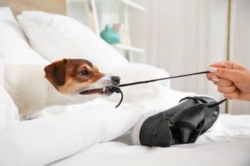 11 Ways Dogs Handle Feeling Lonely