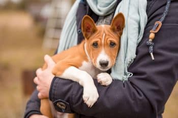 11 Independent Dog Breeds That Secretly Crave Your Love