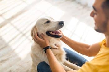 11 Friendly Dog Breeds That Bring Big Smiles