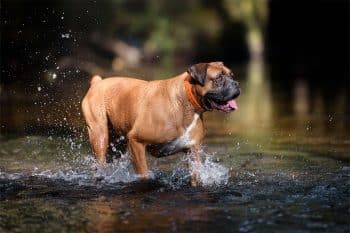 13 Bold Dog Breeds That Face Anything Head-On