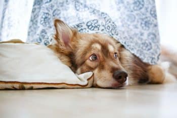 9 Tranquil Dog Breeds That Thrive in Calm Homes