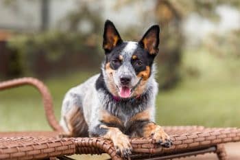 11 Dog Breeds That Could Run Neighborhood Security