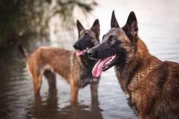 15 Valiant Dog Breeds That Stand Fearless in Any Storm
