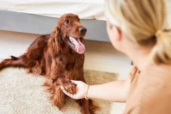 13 Magnetic Dog Breeds That Make You Feel Seen