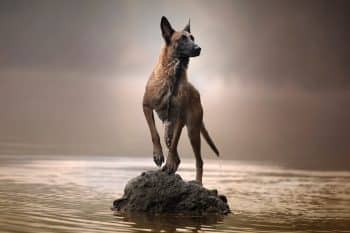 11 Distinguished Dog Breeds That Are Born Leaders