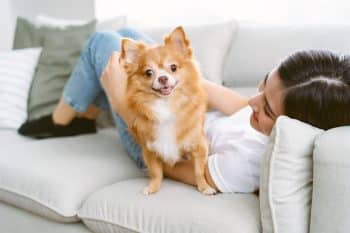 9 Cuddly Dog Breeds That Want You Nearby