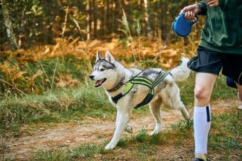 11 Adventurous Dog Breeds That Are Always Up For A New Path