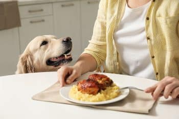 13 Funny Ways Dogs Interrupt Our Lives