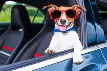 9 Adventurous Dog Breeds That Are Built for Road Trips