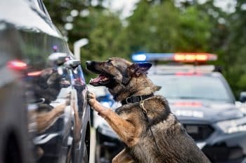 15 Smart Dog Breeds With Sharp Problem-Solving Skills