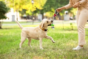 9 Easygoing Dog Breeds That Roll With Any Routine