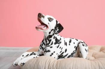 15 Lively Dog Breeds That Fill Homes With Energy