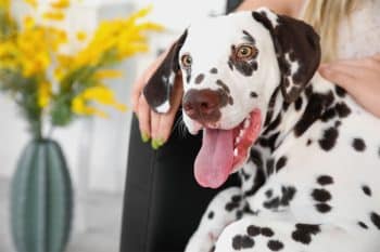 Ultimate List of 9 Dog Breeds Overflowing with Playful Charm