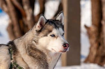 15 Untamed Dog Breeds That Live Life on Their Own Terms