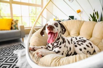 9 Lively Dog Breeds That Fit Right Into Busy Homes