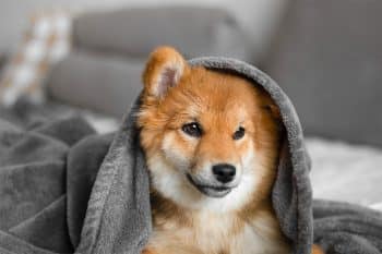 13 Clean Dog Breeds That Don’t Smell Or Drool