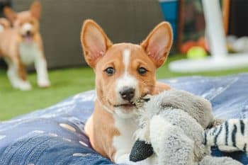 15 Quiet Dog Breeds That Don’t Make Much Noise