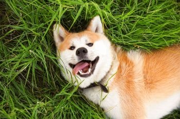 Ultimate List of 11 Dog Breeds Overflowing with Mellow Charm