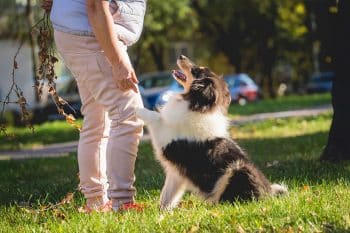 These 15 Devoted Dog Breeds Have a Built-In GPS… Straight to You!