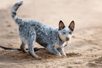 9 Hardy Dog Breeds That Don’t Mind A Bit Of Mud